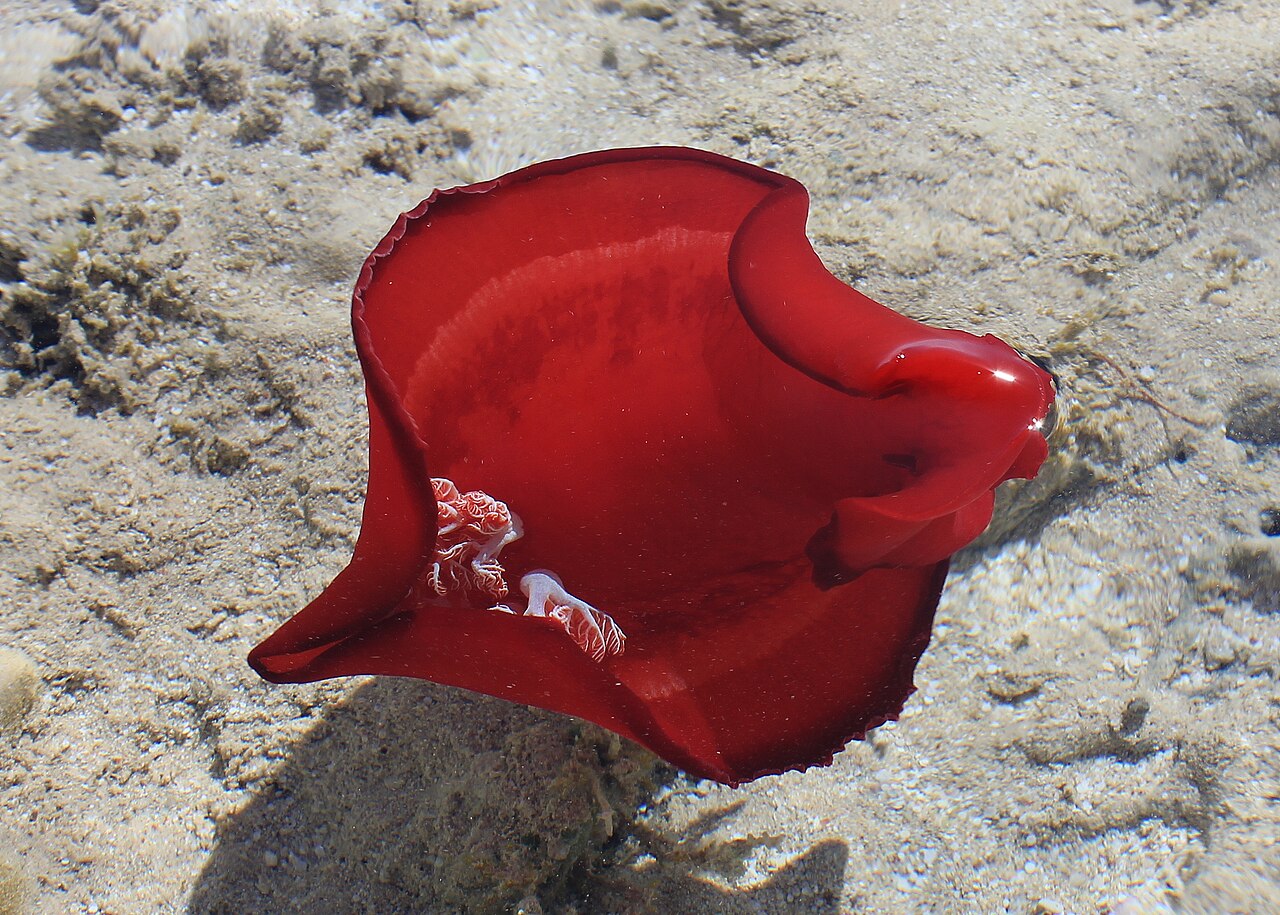 ミカドウミウシの背面から・6本の鰓と体全体の斑