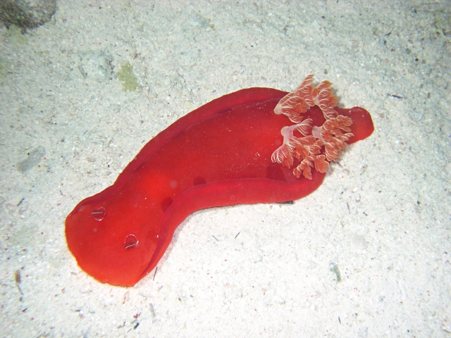 ミカドウミウシの全身と背中の6本の羽状鰓