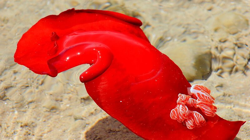 ミカドウミウシの大型個体・鮮やかな赤いヒダが波打つ