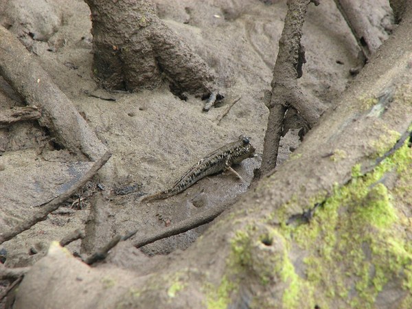 胸鰭で泥の上を這うミナミトビハゼ