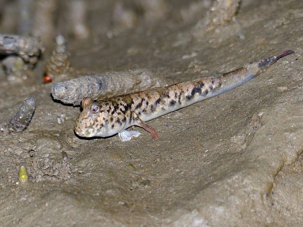 干潟のミナミトビハゼの全身