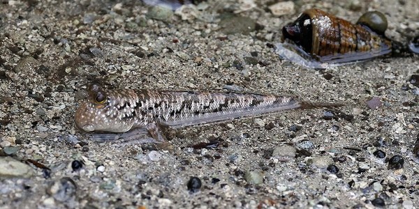岩や礫の上に登るミナミトビハゼ