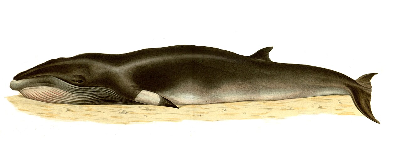 ミンククジラの側面図・胸びれに白い帯状の模様