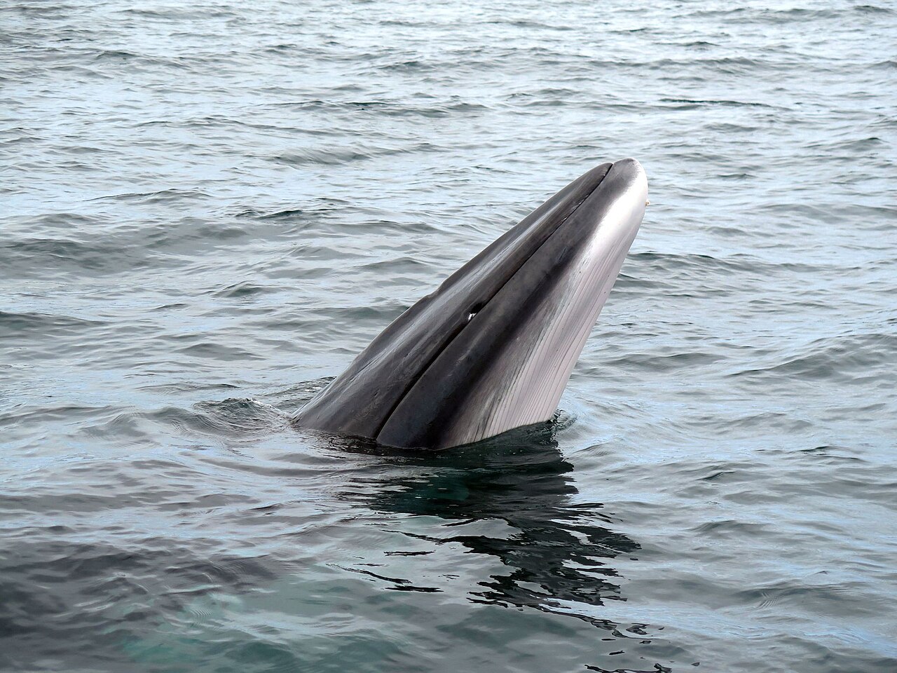 ミンククジラが頭部を斜めに水面から突き出す姿・細く尖った吻
