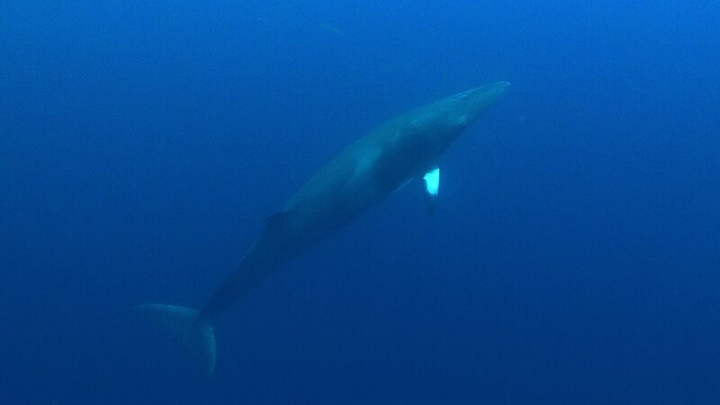 水中を泳ぐミンククジラの全身
