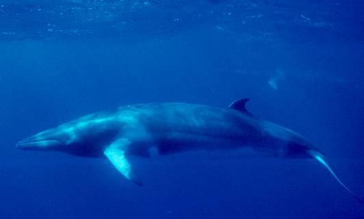 水中を泳ぐミンククジラの全身