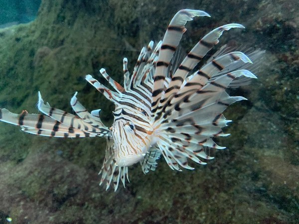 Luna lionfish Enoshima 01.jpg