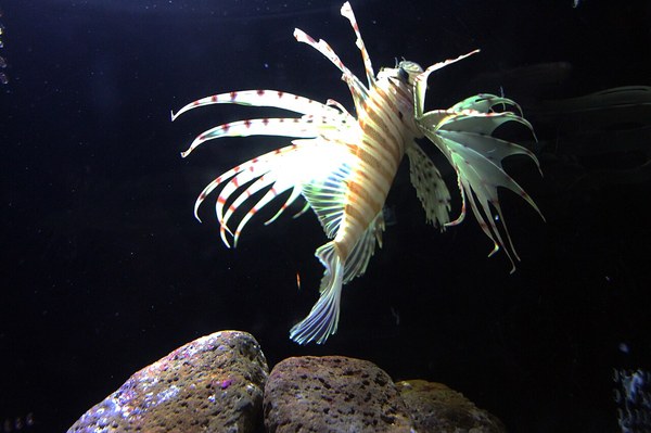 Kyoto Aquarium hdsr 2019 06 01 9999 948.jpg