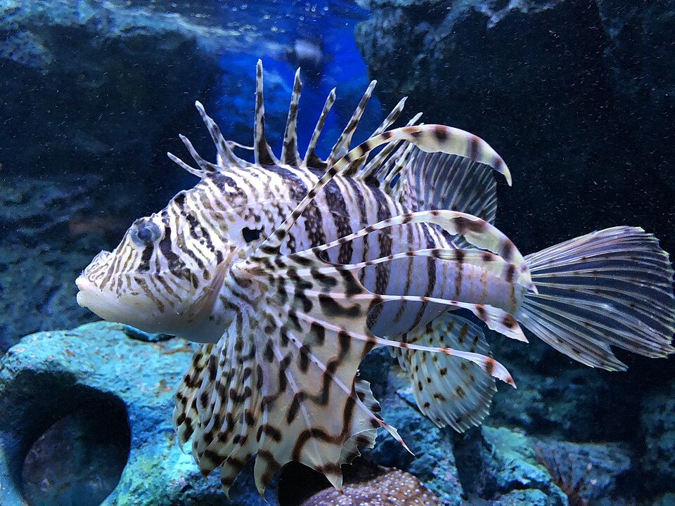 水槽で泳ぐミノカサゴ
