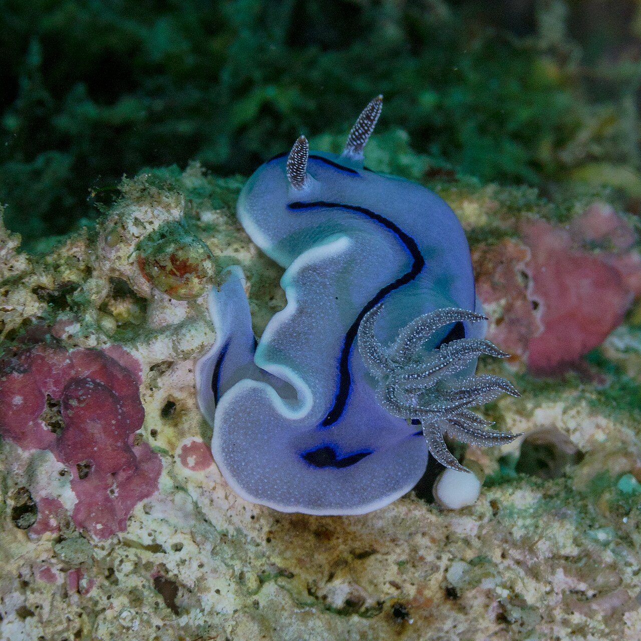 ミゾレウミウシの全身・淡青と黒線