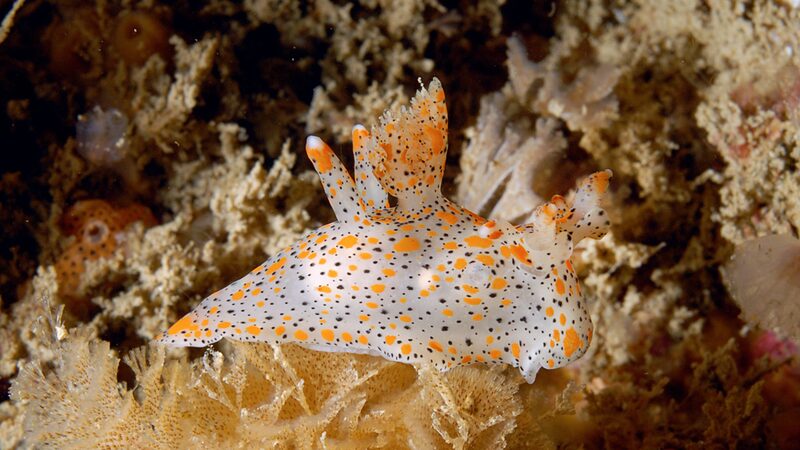 ミズタマウミウシの側面・橙水玉と黒斑・触角と後方突起