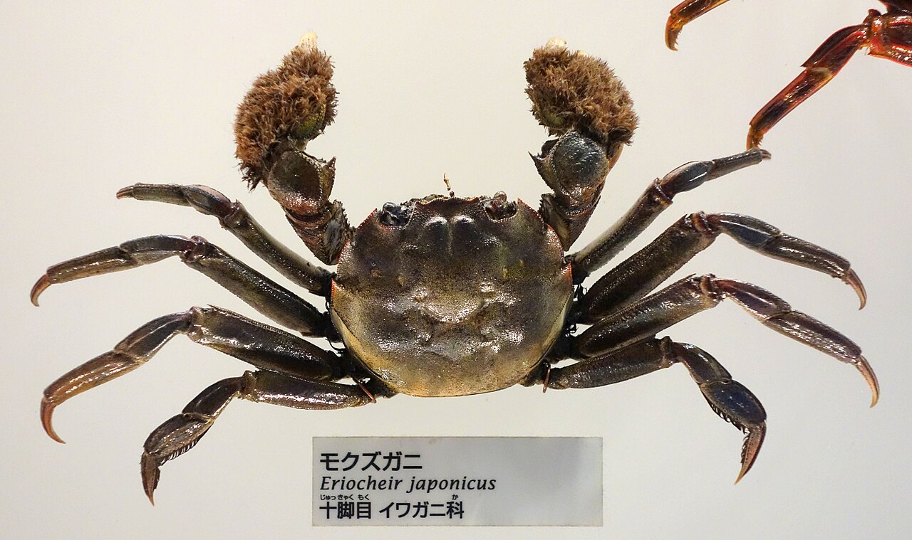 モクズガニの毛の生えたはさみ