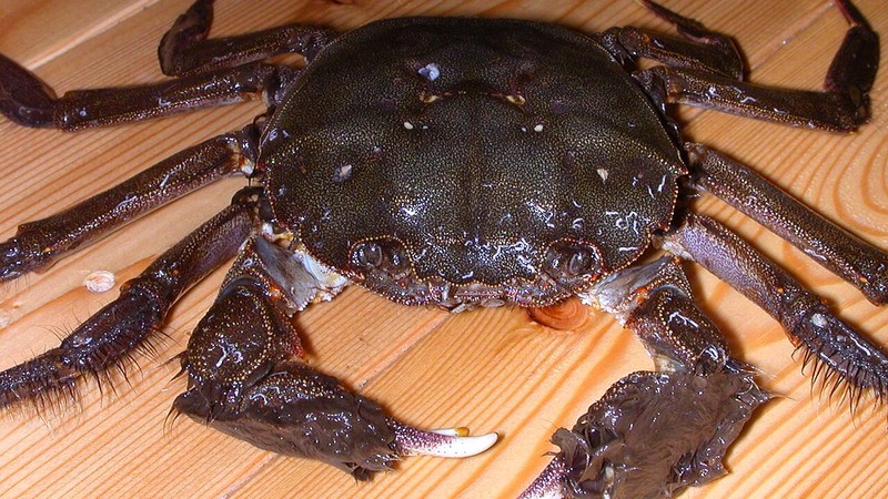 モクズガニの全身
