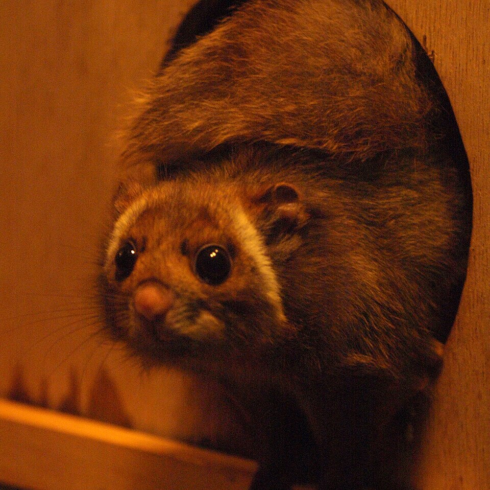 ムササビの顔