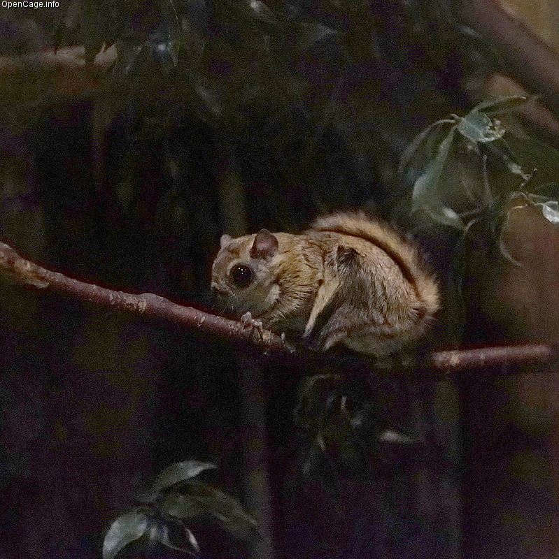 夜に枝の上にいるニホンモモンガ