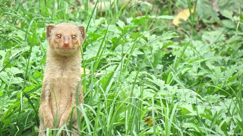 フイリマングース・インドPanna国立公園の野生個体