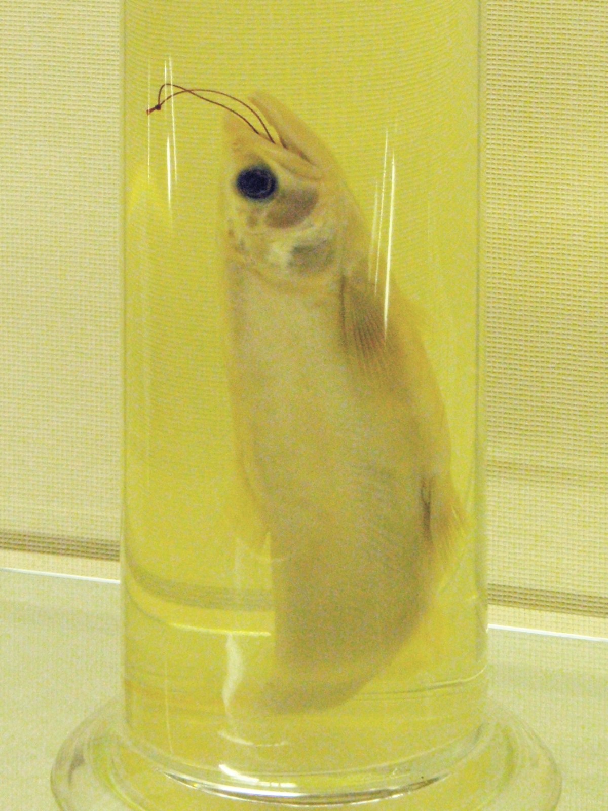 クニマスの標本