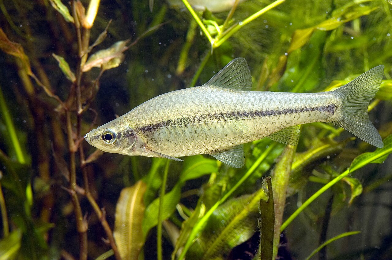 モツゴの成魚・体側の縦帯