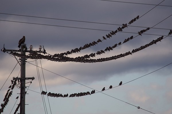 電線に集まるムクドリの大群