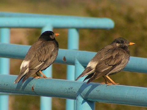 手すりに並ぶ2羽のムクドリ