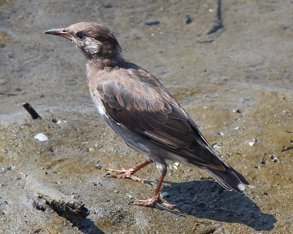 巣立って間もない若鳥のムクドリ
