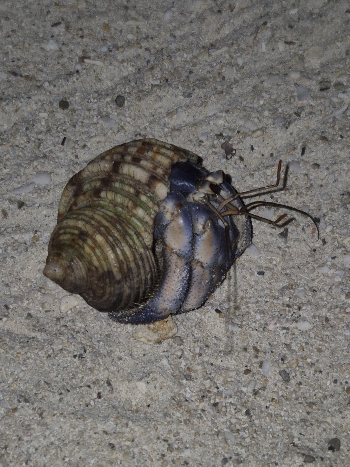 砂上を歩くムラサキオカヤドカリ(貝殻から触角と歩脚を出す)