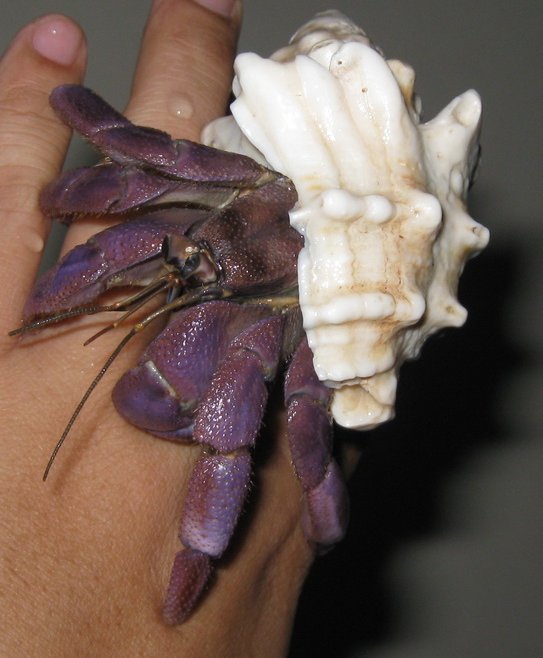 手のひらの上のムラサキオカヤドカリ(白い貝殻から紫の鉗脚を出す)