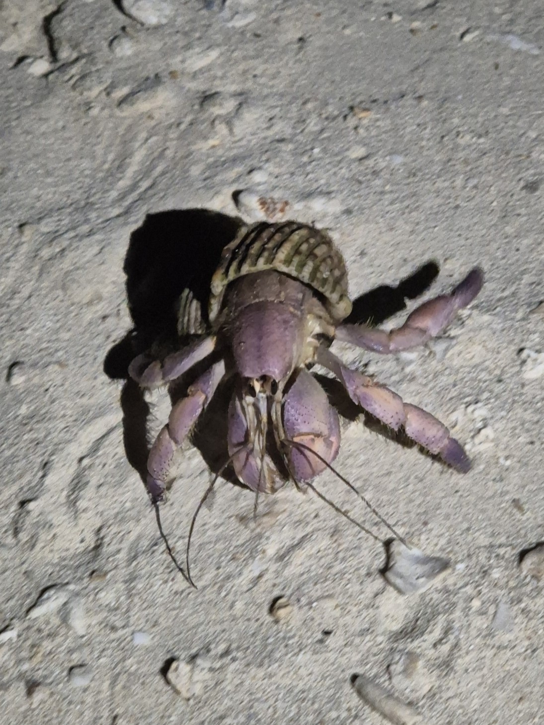 夜の砂上を歩くムラサキオカヤドカリ(紫の歩脚が広がる)