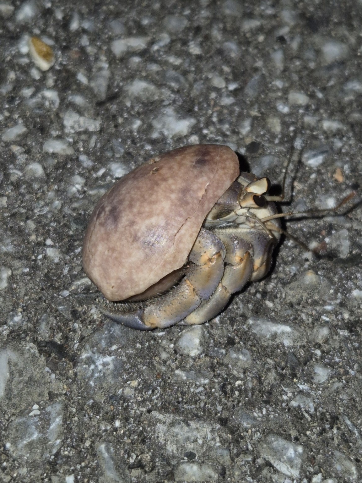 道路上を歩くムラサキオカヤドカリ(貝殻の隙間から歩脚が見える)