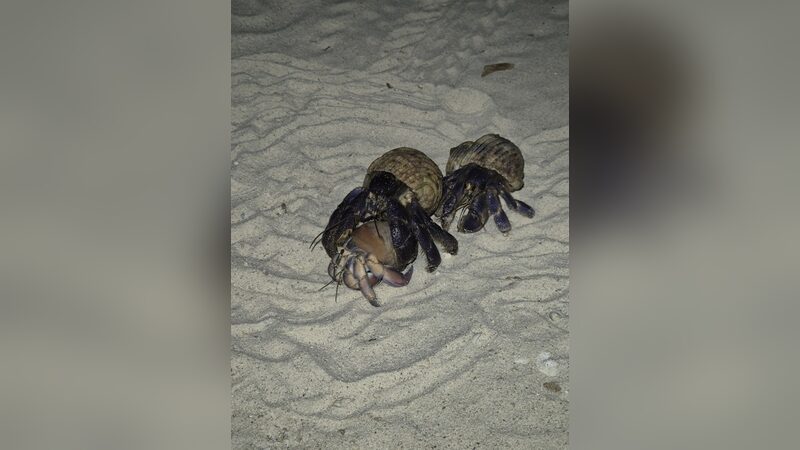 夜の砂浜で並ぶ2匹のムラサキオカヤドカリ(成体の紫色)