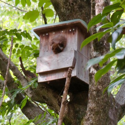 巣箱から顔を出すホオジロムササビ