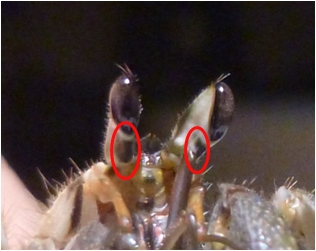 ナキオカヤドカリの眼柄(下部の黒い斑紋が識別点)