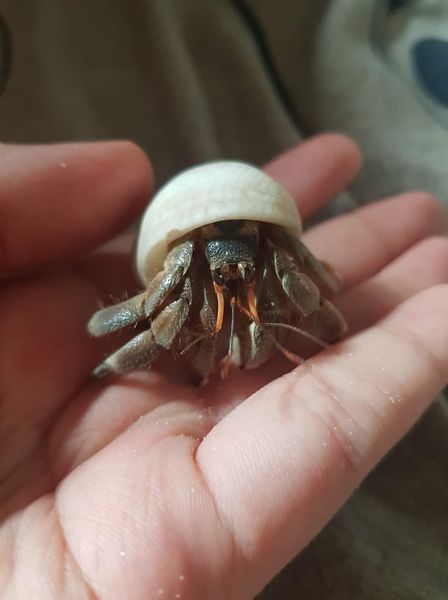 手のひらに乗せられたナキオカヤドカリ