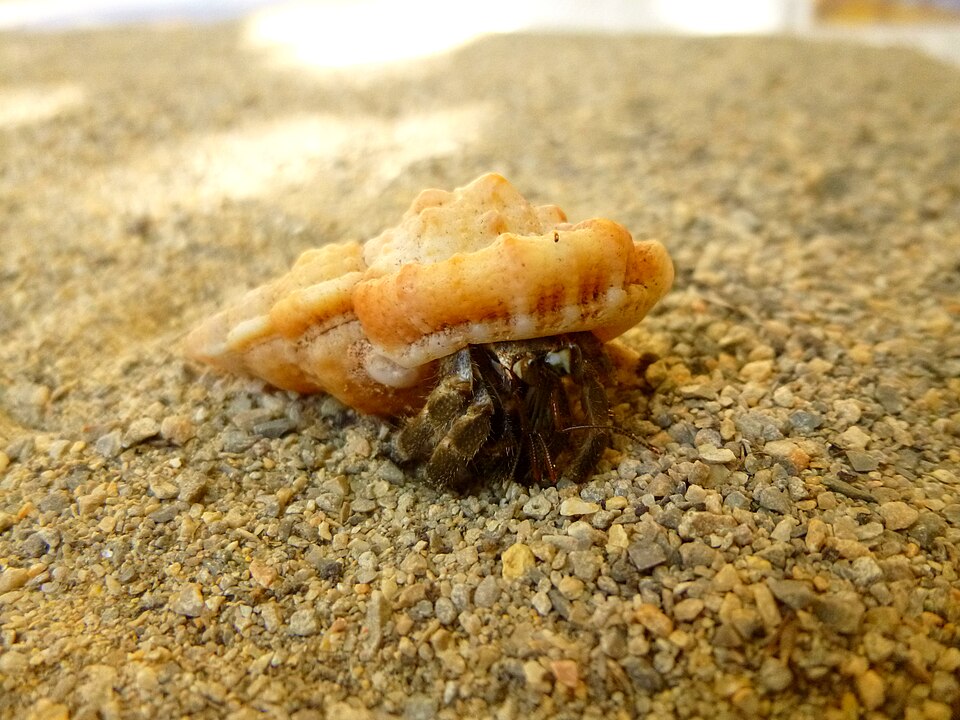 砂地を歩くナキオカヤドカリ
