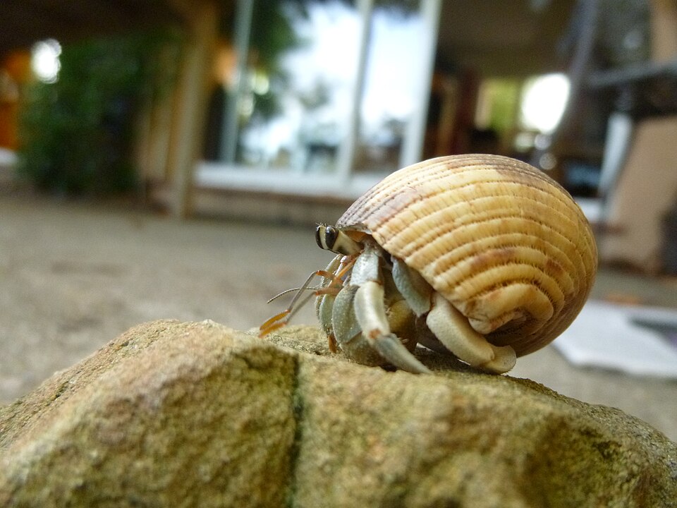 宿貝を背負ったナキオカヤドカリ