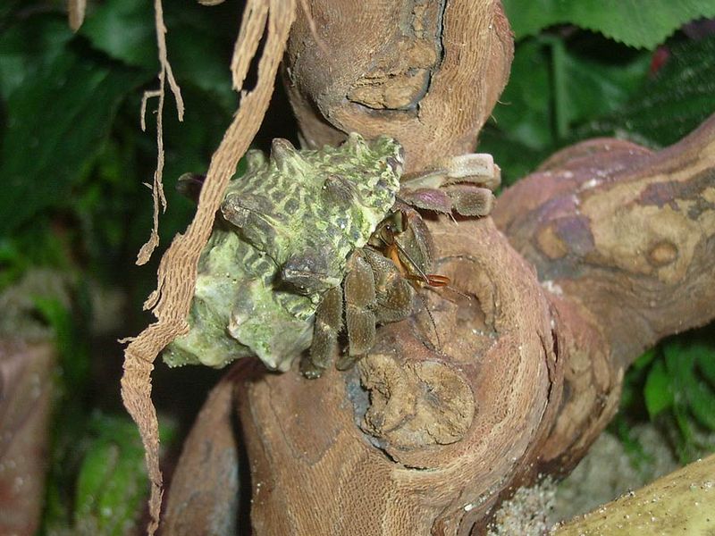 木の幹に群れるナキオカヤドカリ