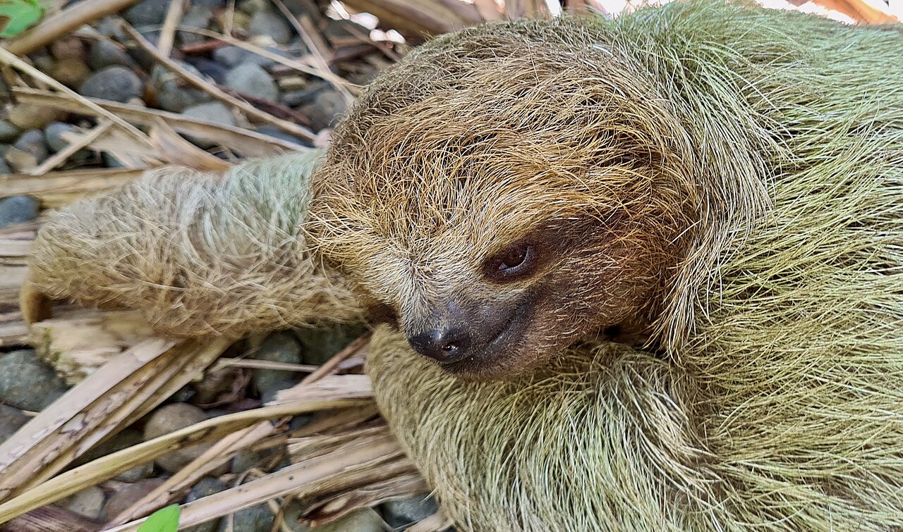 体毛が緑がかったナマケモノ