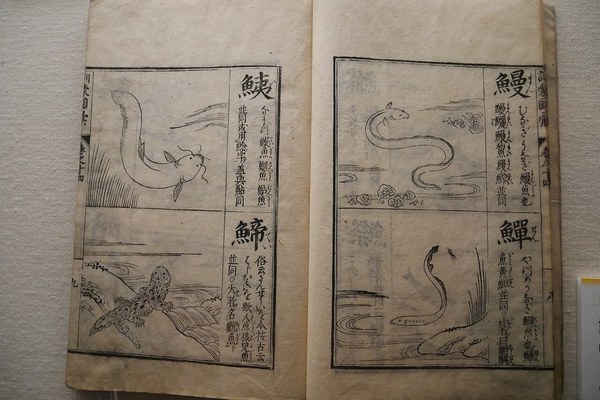 訓蒙図彙に描かれたウナギ・ナマズ・オオサンショウウオ