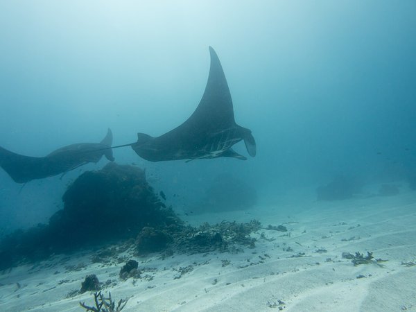 海中を悠然と泳ぐナンヨウマンタの側面