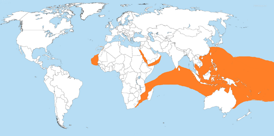 ナンヨウマンタの世界分布図