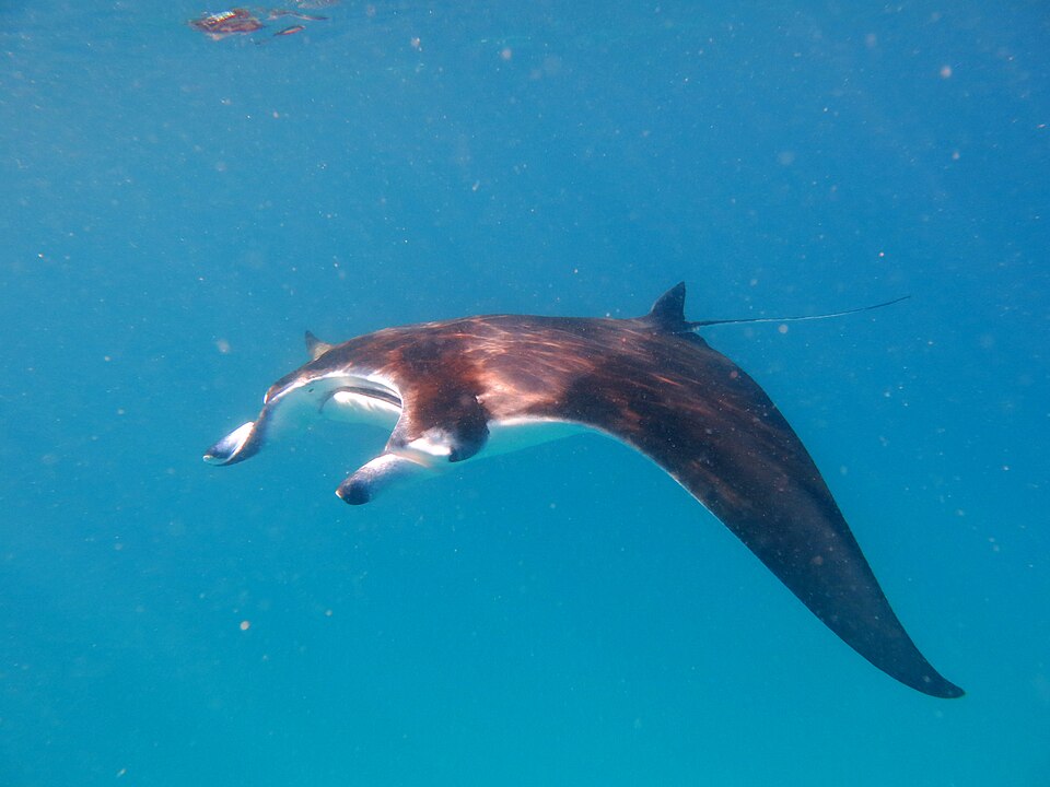 モルディブの海を舞うナンヨウマンタ