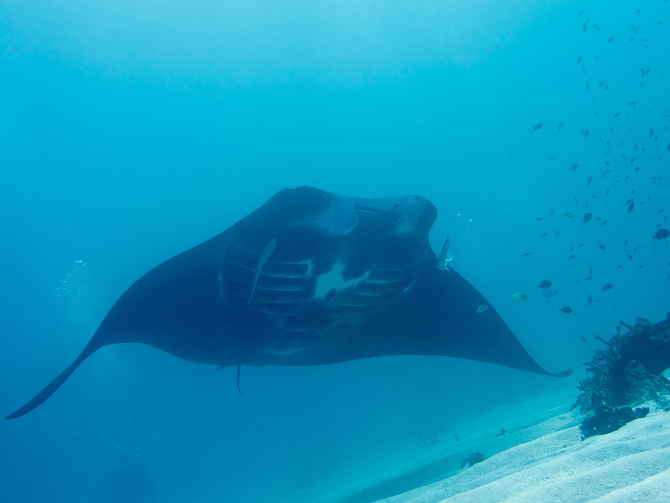 海中を泳ぐナンヨウマンタの側面