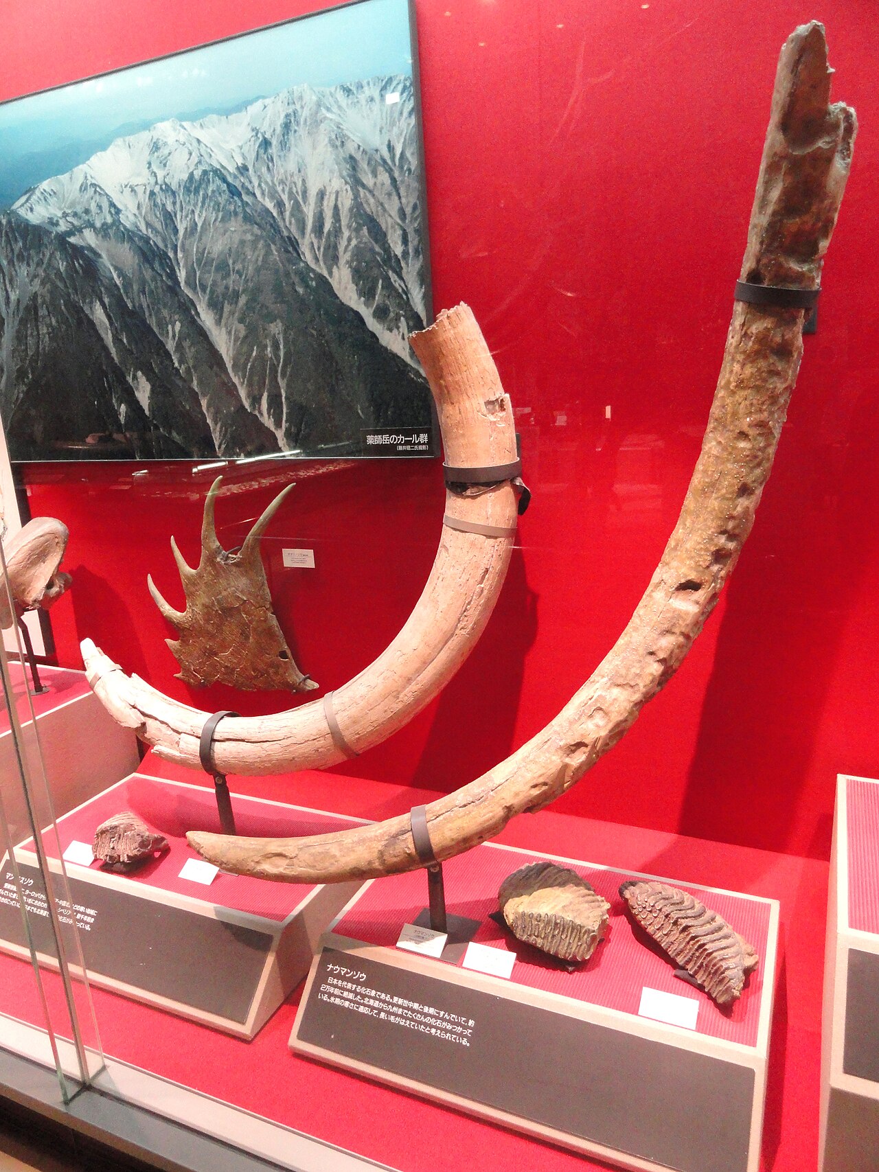 マンモスとナウマンゾウの牙の比較展示