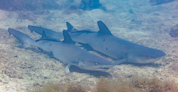 Tiburones de arrecife de punta blanca (Triaenodon obesus), Nosy Tanikely, Madagascar, 2025-09-19, DD 119.jpg