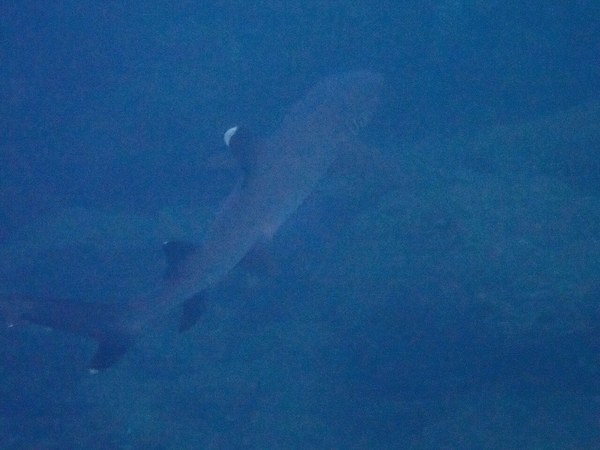 Triaenodon obesus 467260123.jpg