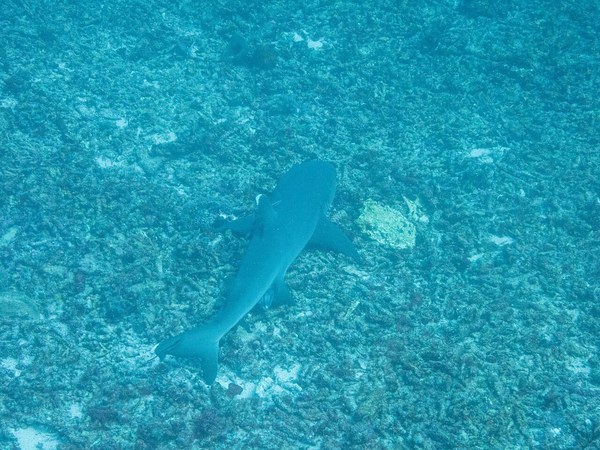 Triaenodon obesus 435408600.jpg