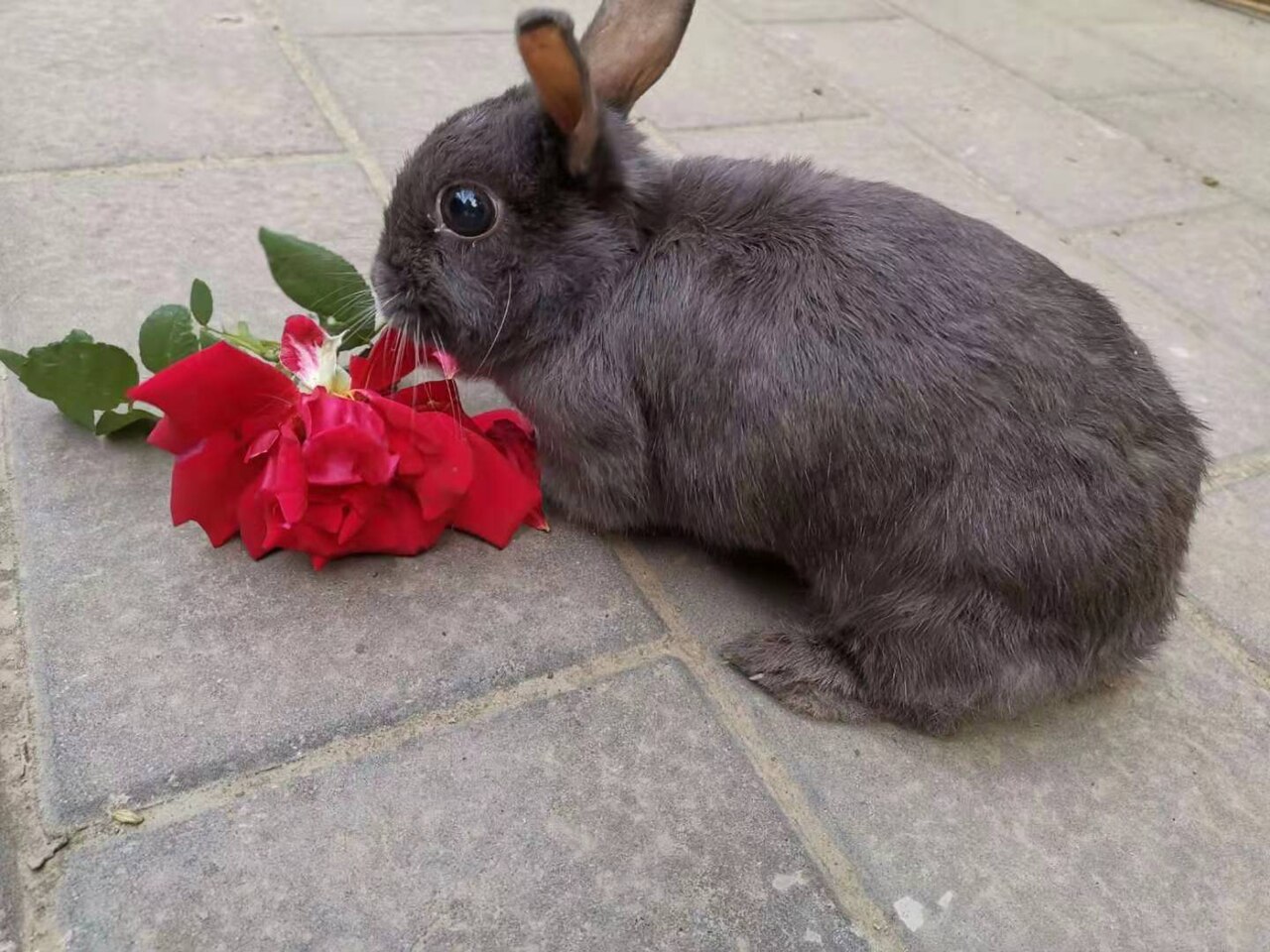 花のそばで伏せる灰色のネザーランドドワーフ