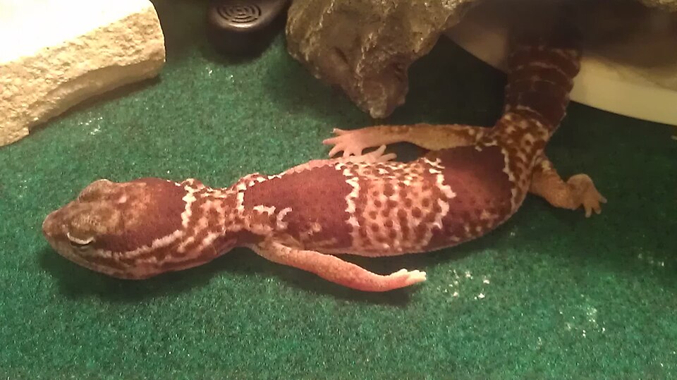 背中に白い線が入るニシアフリカトカゲモドキの全身