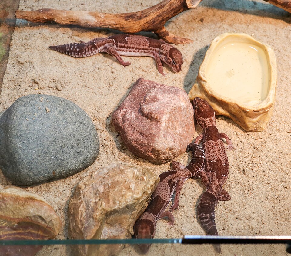 砂と岩のあいだにいるニシアフリカトカゲモドキ