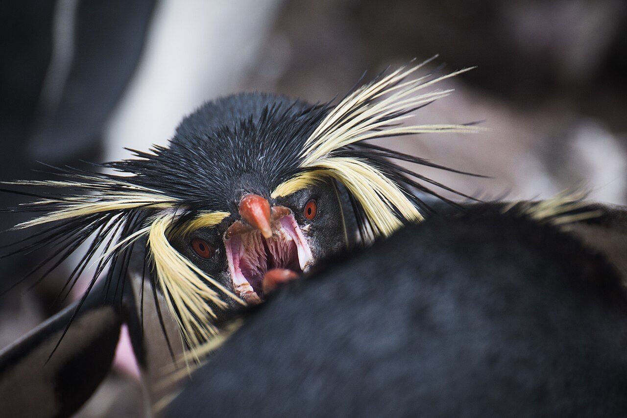 キンメペンギンの長い金色の冠羽
